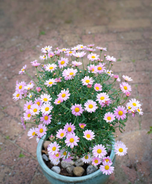 Delicate pink daisies with yellow centers in full bloom, nestled in a decorative garden pot with small rocks. The pot is placed on a textured brick pathway, evoking a serene garden scene.