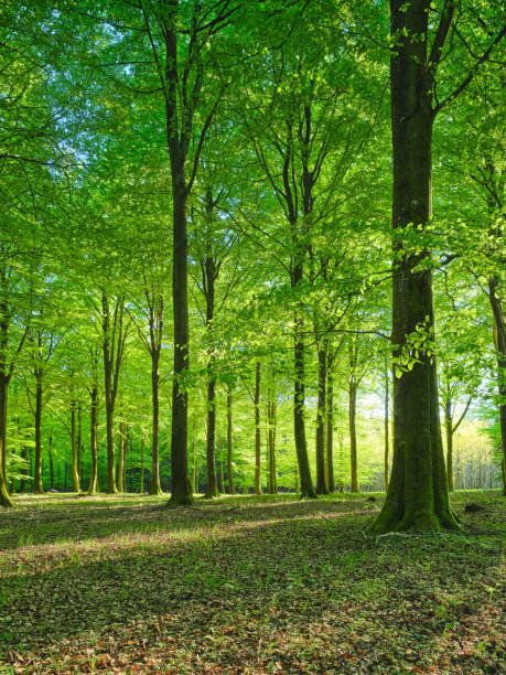 istock Sunlit Green Woodland Forest Captured During Springtime in Denmark 2201754733