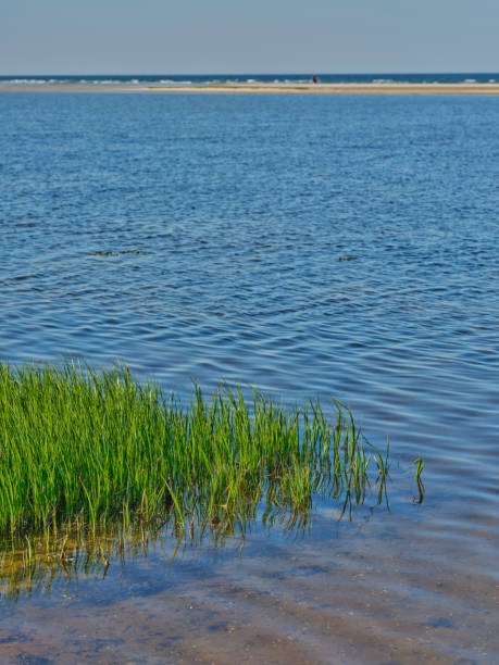 A tranquil coastal view from Denmark showcasing lush vegetation growing along the water's edge, reflecting the serene atmosphere of a summer day. The distant ocean horizon adds to the poetic charm.