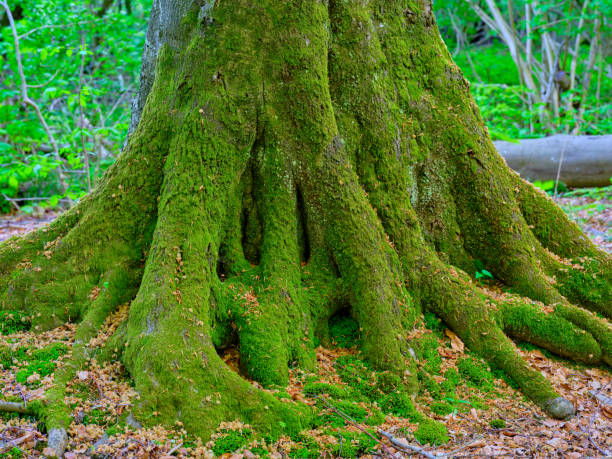 istock Close-Up of Mossy Tree Roots in a Forest in Denmark 2201754767