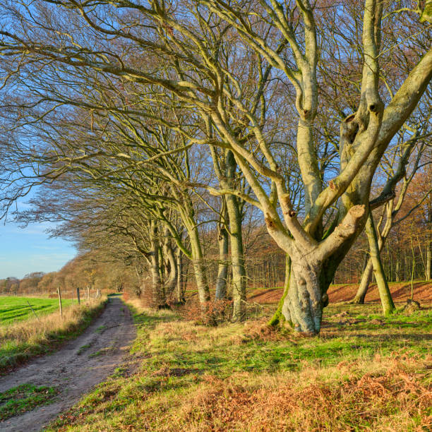 A peaceful rural path in Denmark, flanked by bare winter trees and green fields, showcases the beauty of the countryside under bright sunshine and a serene atmosphere.