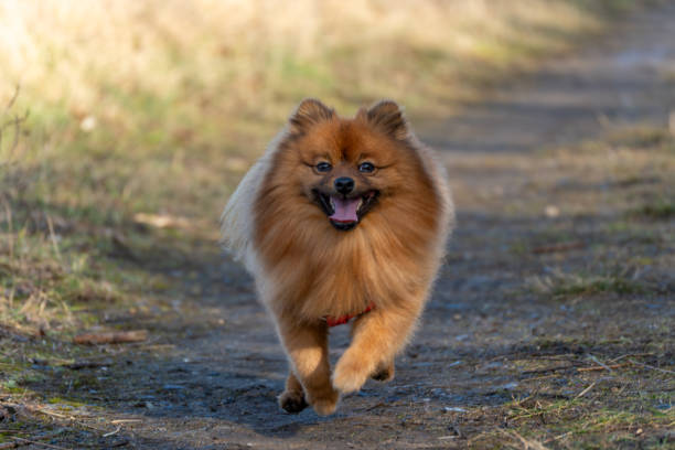 istock A pomeranian dog is running on a dirt path 2201757320