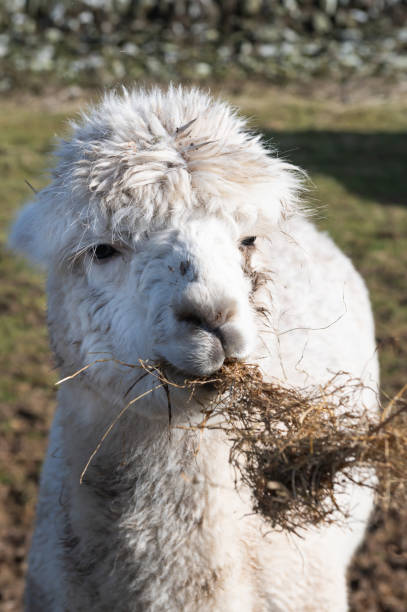 Close up of an Alpaca eating straw on a bright sunny winter morning in rural south west Scotland