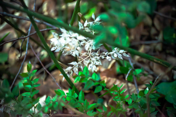 Leafy abundance fills the bushes, creating a verdant tapestry in the heart of the forest.