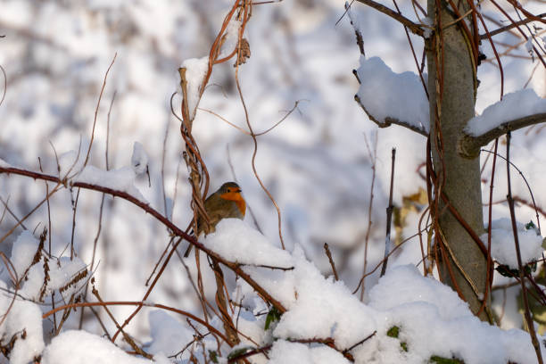 Pretty Robin perching on a thin branch in the woods.