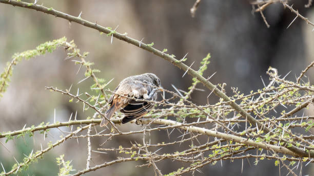 A Charming Bird Gracefully Perched on Twisted Branches of Natures Beautiful Canvas Serengeti Tanzania Africa
