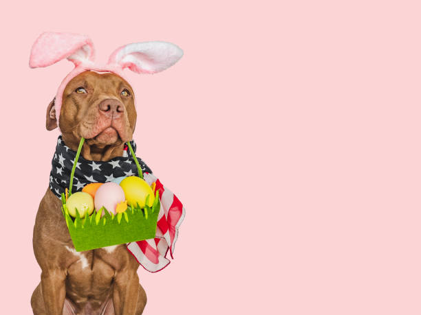istock Lovable, pretty puppy and a basket of Easter eggs 2201758901