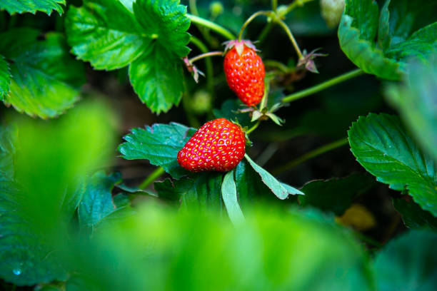 istock strawberry, garden bed, summer, harvest, farmer, vitamins, ripen 2201759021