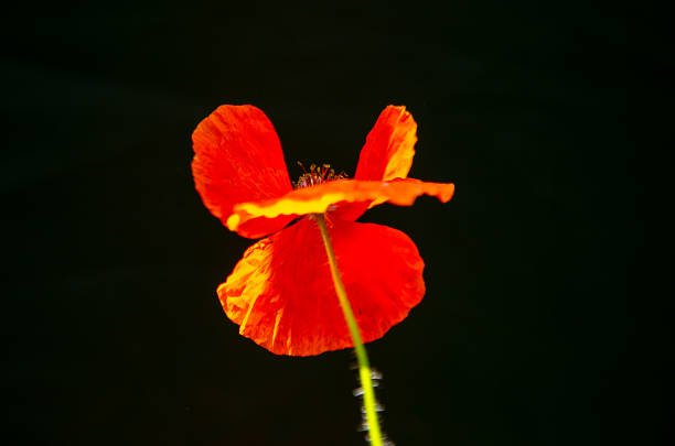 istock flower, poppy on black background, isolate, macro, bloom, summer, nature, beauty 2201759057
