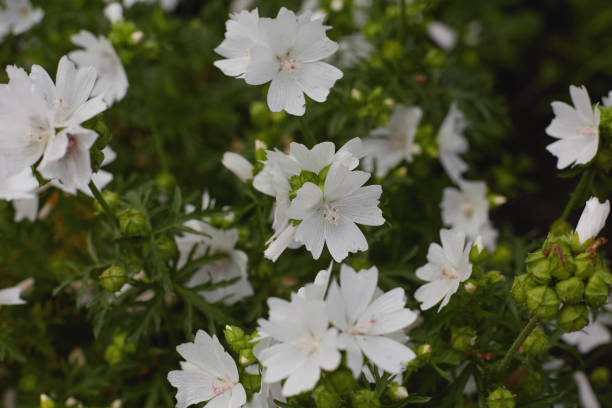istock White flowers bloom abundantly in a lush garden during a sunny spring afternoon 2201761194