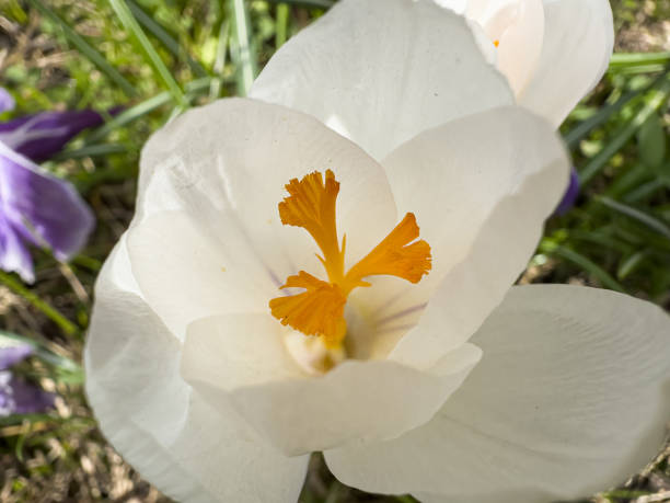 Blooming spring garden white crocus  on natural green background. Spring time
