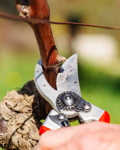 istock Farmer pruning the vine in winter. Agriculture. 2201762761