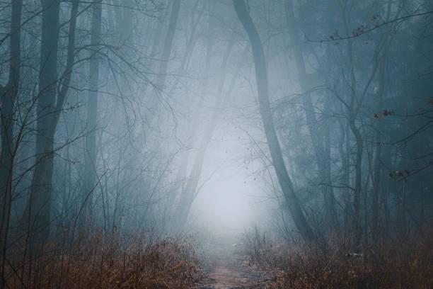 istock Mysterious pathway perspective. Footpath through the dark, hazy, autumnal, misty forest with high trees. Arch in the autumnal forest with yellow leaves on the ground. 2201763732