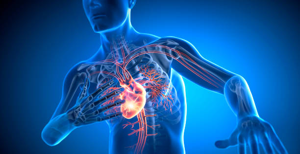 istock X-ray 3D illustration of man with heart attack 2201766112