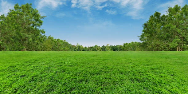 istock Green grass field or grassland and blurred trees background on blue sky clouds. 2201767598