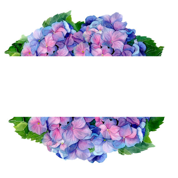 istock Watercolor hand drawn Illustration of violet and pink hydrangea flowers in horizontal border. Isolated Summer floral frame. Template for text. Design for covers, packaging, fabric, season offer. 2201767758