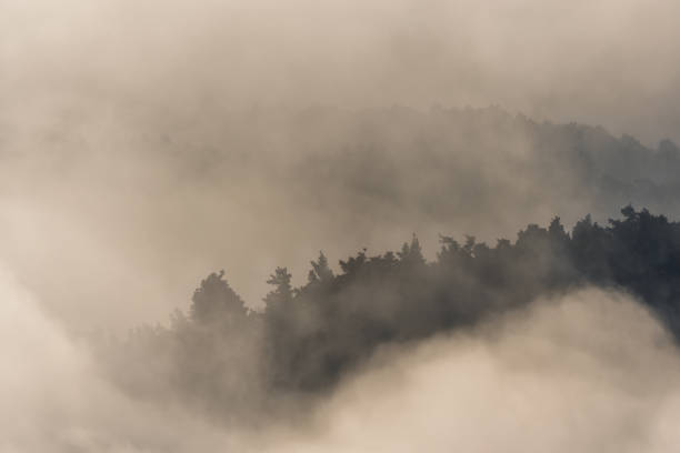 A mountain range with foggy clouds covering the sky. The trees are tall and spread out, creating a sense of depth and vastness