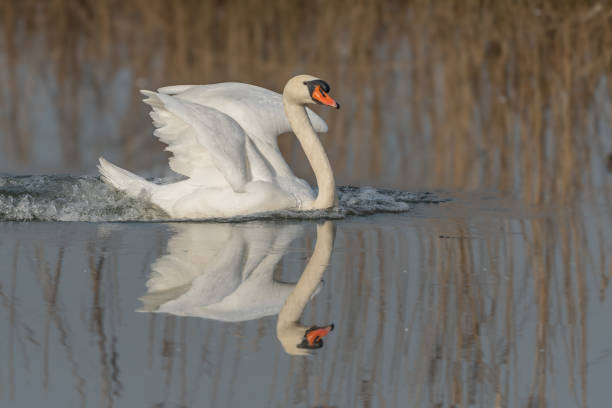 istock A swan is swimming in a lake with its wings spread out 2201768153