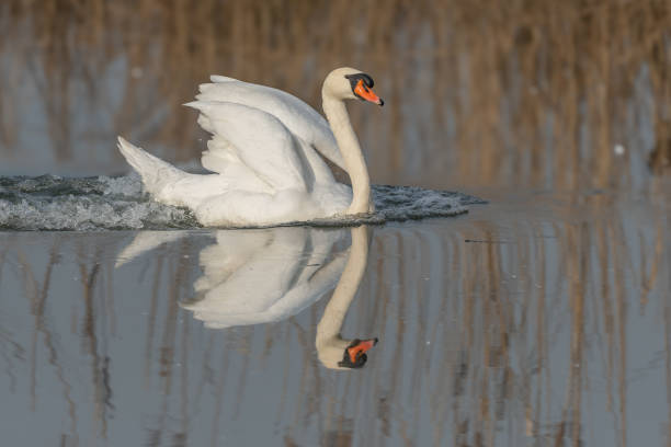 istock A swan is swimming in a lake with its wings spread out 2201768166
