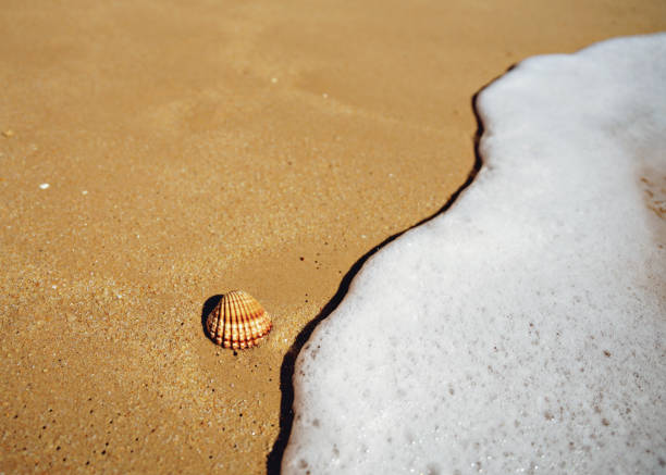 seashalls on the beach, calm and cool. High quality photo