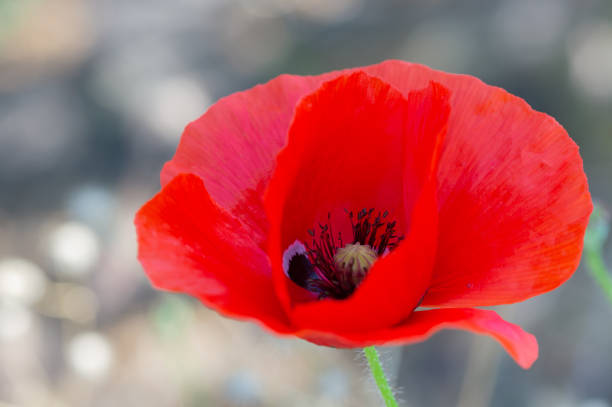 A close-up of a red poppy flower on a light background.