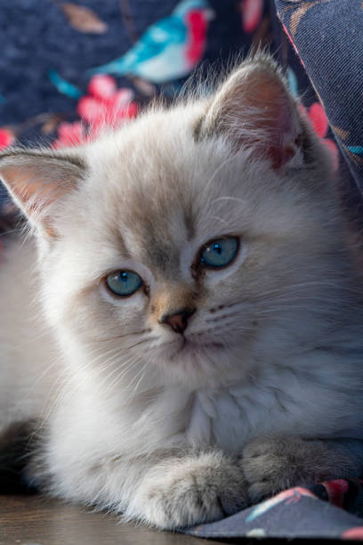 A fluffy kitten with bright blue eyes relaxes comfortably on a wooden surface, surrounded by vibrant floral fabric. Sunlight highlights its soft fur.