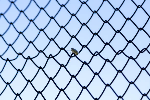 A stink bug walking on a fence in the Veneto region of Italy