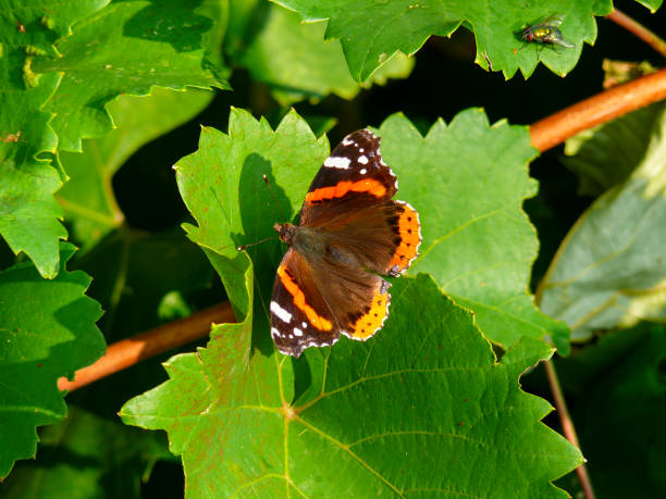 An admiral butterfly (Vanessa atalanta) photographed in Tremosine. Tremosine is a municipality on the western shore of Lake Garda in Italy.