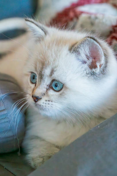istock Cute fluffy kitten with bright blue eyes relaxing on a soft couch 2201770678