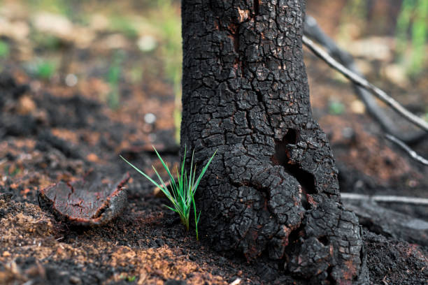 Green plant growing next to a burnt tree trunk in a forest after a devastating wildfire. Legarda, navarra, spain