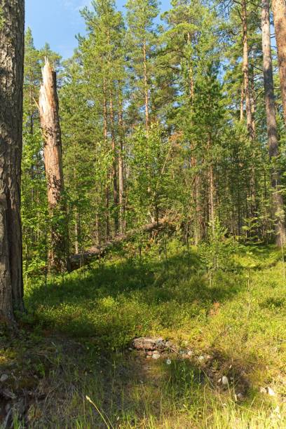 istock A clearing in a pine forest on Konevets Island. 2201772579