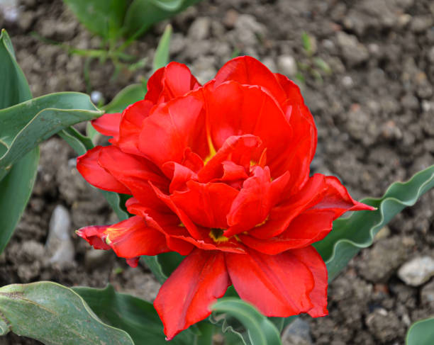 istock red tulip. beatiful bright scarlet tulip flower blooming in the garden at spring day, ruby tulip with amazing petals, spring flower close-up 2201773703
