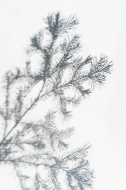 istock Soft shadow of fir tree branch on white background 2201774744