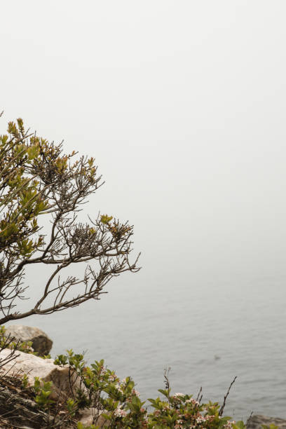 Coastal vegetation in the foreground, with shrubs and small flowering plants clinging to the rocky shore. A small tree or large bush with yellowish-green leaves stretches into the frame, framing the foggy ocean backdrop. The soft gray atmosphere creates a serene, contemplative mood.