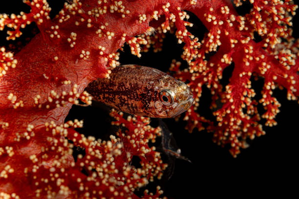 Coral Siphonfish Siphamia corallicola occurs in the tropical Western Central Pacific from the Philippines and Malaysia south to Indonesia and Papua New Guinea in a depth range from 6 to 22m in sheltered waters of lagoons and coastal inlets, max. length 31mm. \nThe species probably occurs widely in the Indo-Malay and Melanesian archipelagos but has thus far escaped detection because of its small size and cryptic behavior. \nGroups of up to 40 individuals may hover above or shelter within branching corals and among sponges in protected bays (Lembeh Strait is very protected).\nSiphamia corallicola is bioluminescent, forming symbiosis with Photobacterium mandapamensis. The males are mouthbrooders. \nThis specimen is a mouthbrooding male. On full resolution of the photo some eggs are visible. It was encountered in Dendronephthya Soft Coral in the Lembeh Strait, North Sulawesi, Indonesia \n1°27'15.488 N 125°13'25.575 E at 22m depth