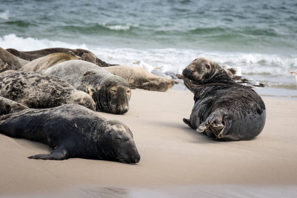 istock Cape Cod Seals Resting on a Sandbar with One Separated and Looking Towards the Camera 2201778525