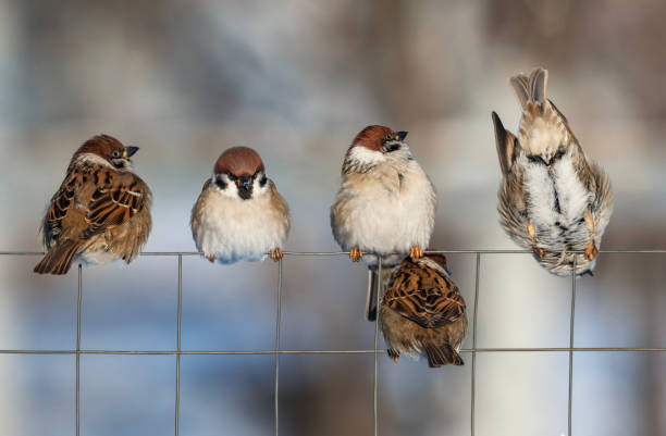 Heggenmussen worden 14 centimeter groot, ongeveer even groot als de huismus, maar onderscheiden zich doordat de rugstrepen doorlopen tot op de kop terwijl de huismus daar grijs is. Deze vogel heeft duidelijke, donkerbruine strepen op de zijkant, lichtkleurige poten en een spitse snavel. Heggenmussen worden zelden of nooit in groepjes gezien. Het mannetje en het vrouwtje hebben hetzelfde verenkleed. Hij heeft een helder, metalig geluid, en zingt al vroeg in het voorjaar, vanaf februari.