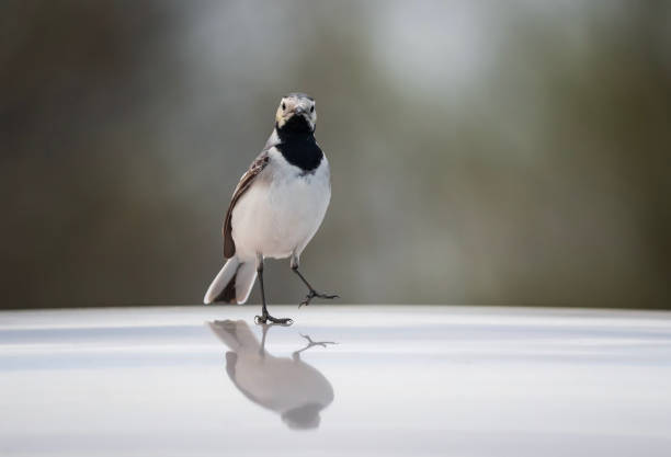 The white wagtail, Motacilla alba, is sitting on sandy seaweed on the shore of the Baltic Sea, Latvia
