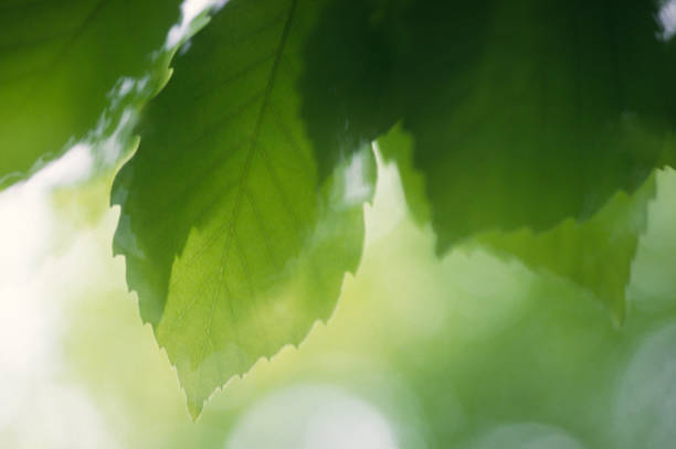 istock Close Up Of Fresh Green Leaves 2201782351