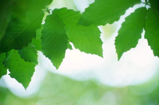 Green leaf frame isolate on white background.