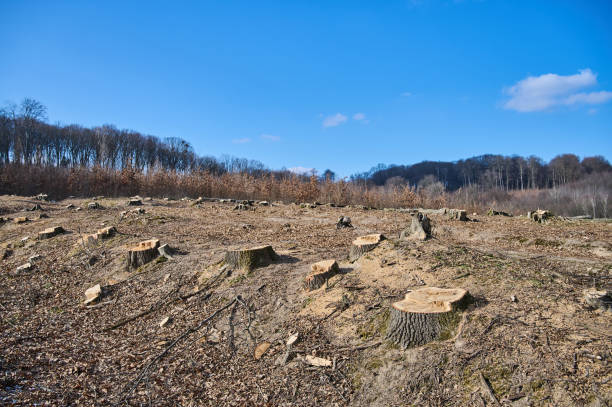 Stumps dot the landscape of recently cleared land, revealing remnants of trees against a bright blue sky.