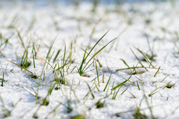 istock New grass peeks through fresh snow blanket in winter landscape 2201782751