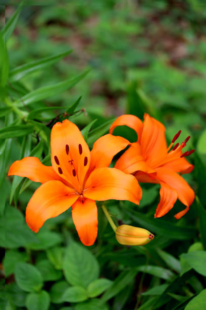 Plants, flowers, nature and gardens
