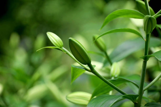 Plants, flowers, nature and gardens