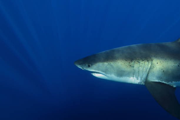 istock great white shark, Carcharodon carcharias, Isla Guadalupe, Mexico 2201784098
