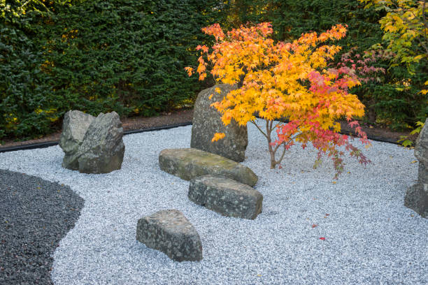 Small corner of a Japanese garden in autumn. Small Japanese Maple in autumn colors.