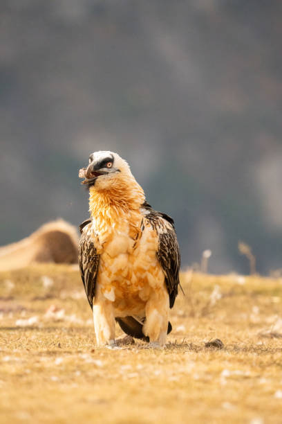 istock Bearded vulture (Gypaetus barbatus) photographed in Spain 2201785303