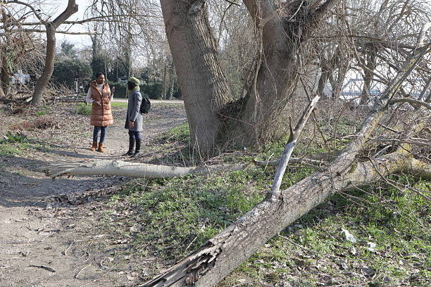 Two environmental researchers analyzing fallen trees in a riparian forest, assessing the impact of natural events or human activities