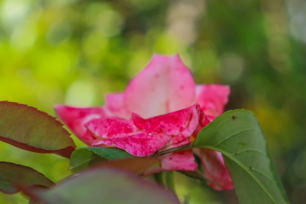 Beautiful open rose in a garden