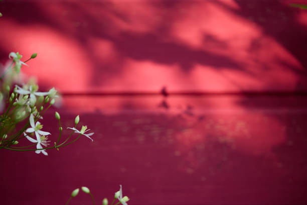 Soft sunlight highlights small white flowers against a rich red background, creating a tranquil atmosphere in the afternoon.